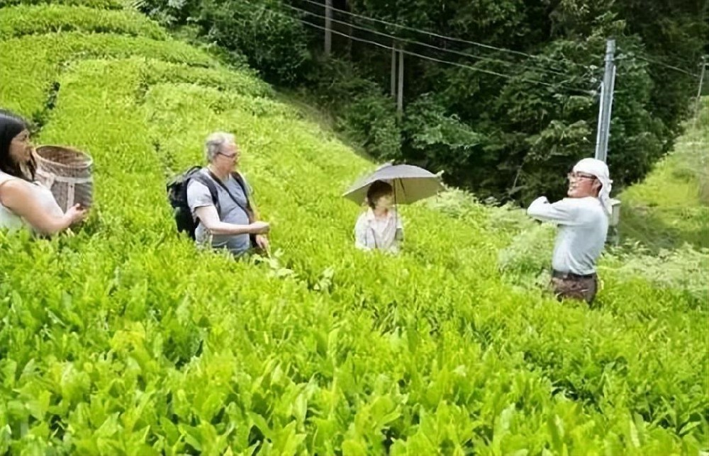 农业政策调整概念_互联网农业概念_有机农业概念