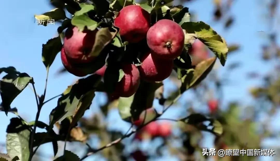 农业互联网产业互联网的最后一片蓝海_北京有机农业产业联盟_农业高新技术产业园区