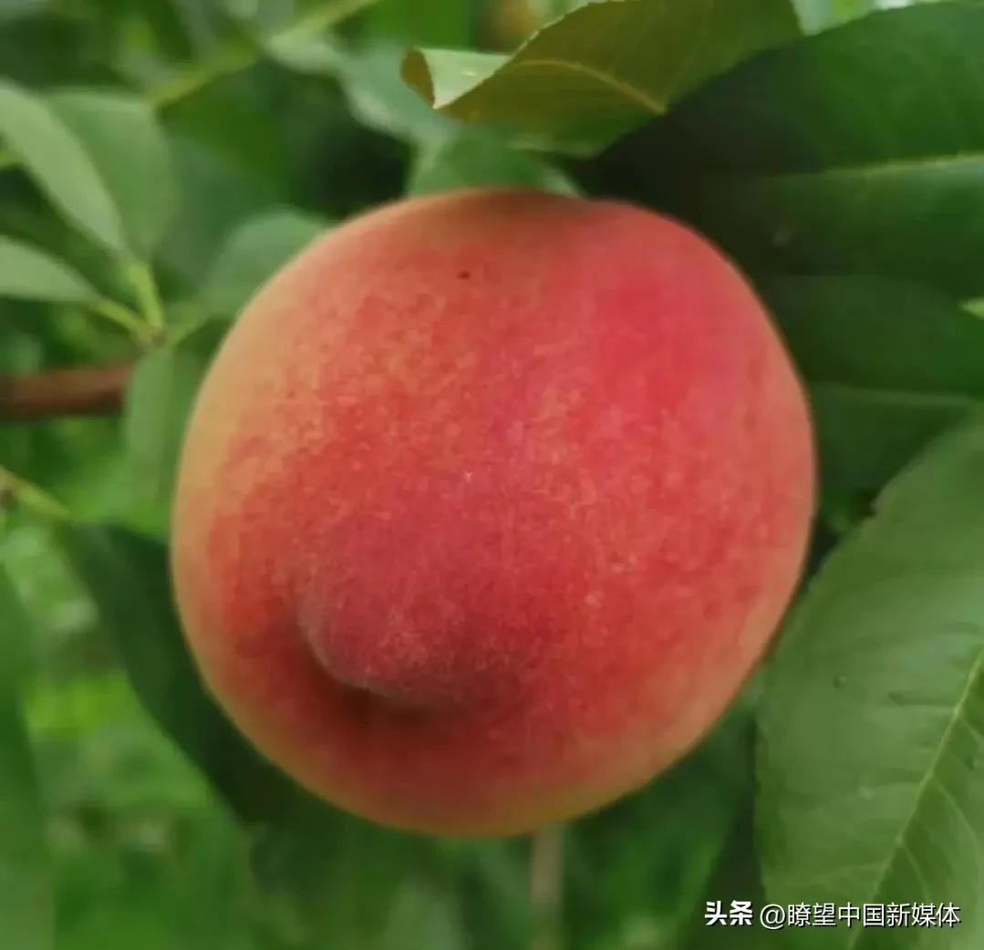 北京有机农业产业联盟_农业高新技术产业园区_农业互联网产业互联网的最后一片蓝海