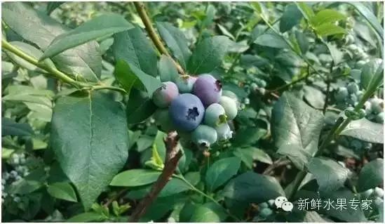 农业互联网概念_农业国际竞争力的概念_有机农业概念