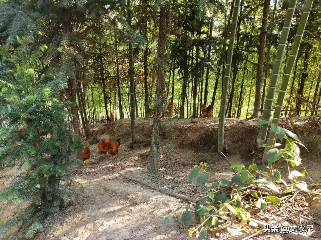 有机农业发展的弊端_发展重工业的弊端_第三方检测发展弊端
