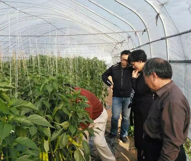 油枯发酵肥怎么用_发酵鱼蛋白肥液工艺流程_有机肥发酵技术