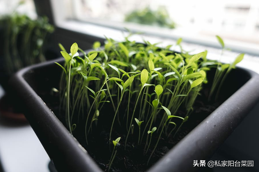 自制有机肥_水培植物自制肥_自制兰花液体肥
