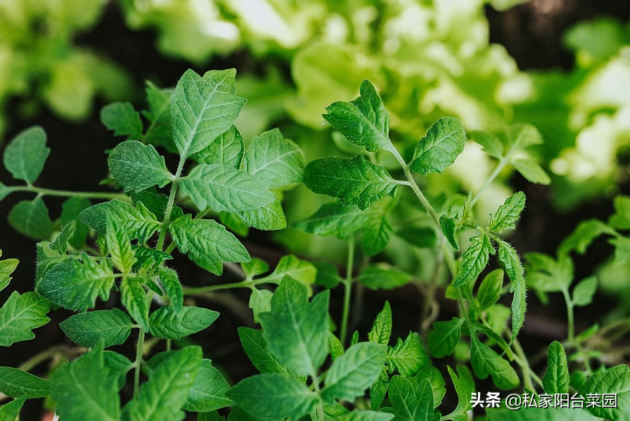 水培植物自制肥_自制兰花液体肥_自制有机肥