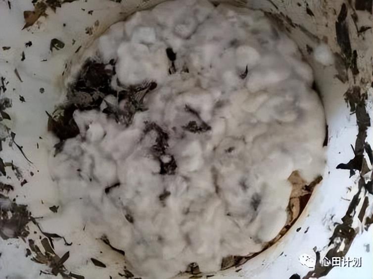 点佰趣点刷是一清机吗_辅食机婴儿辅食机 辅食机有用吗_有机农业的痛点