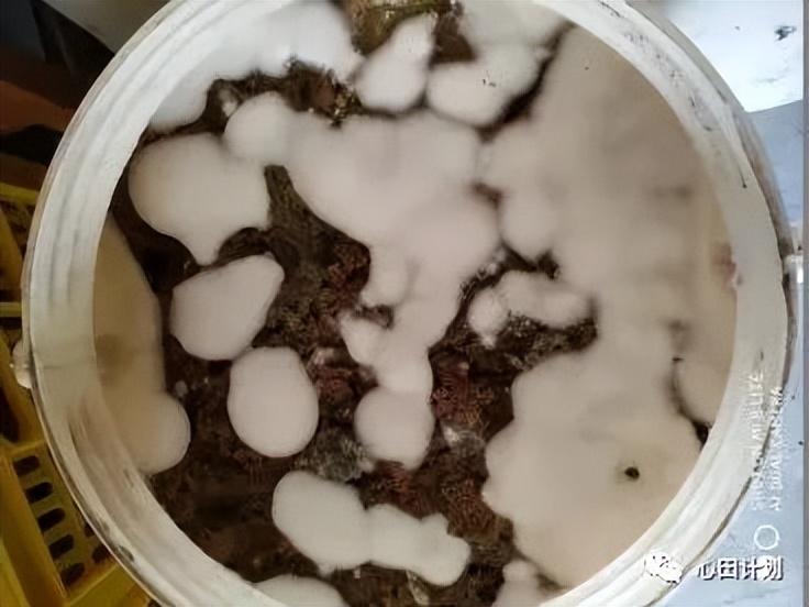 点佰趣点刷是一清机吗_辅食机婴儿辅食机 辅食机有用吗_有机农业的痛点