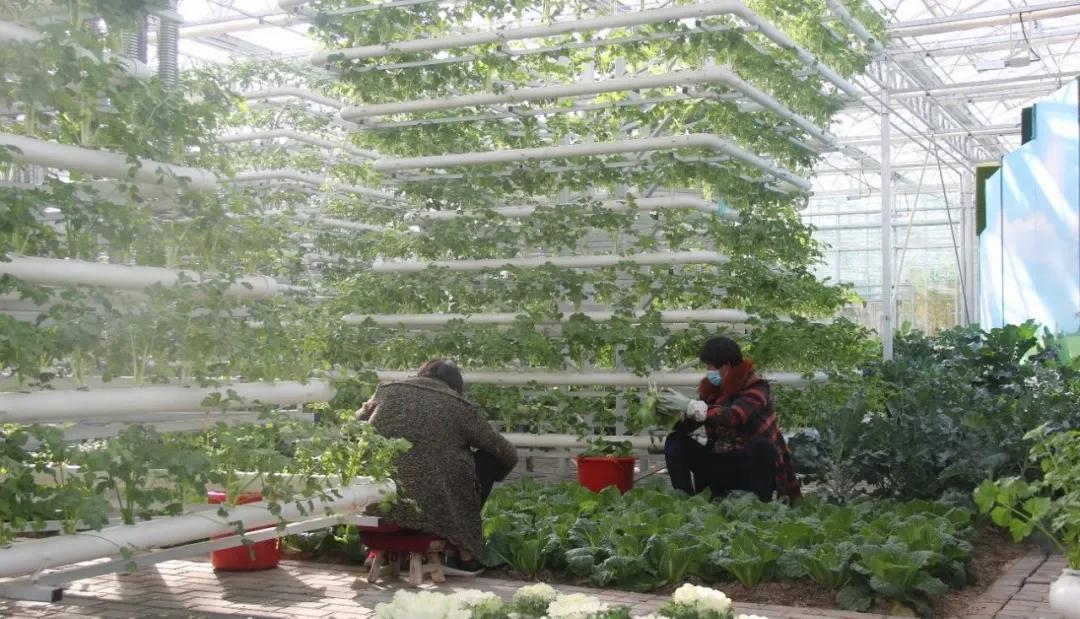 投资农业前景_农业规划师前景_有机农业发展前景