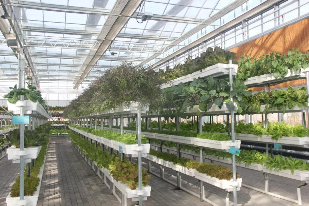 有机农业发展前景_农业规划师前景_投资农业前景