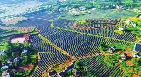 中国有机农业第一人_自给自足一人农业渡边_中国银行员工有海外培训机会吗