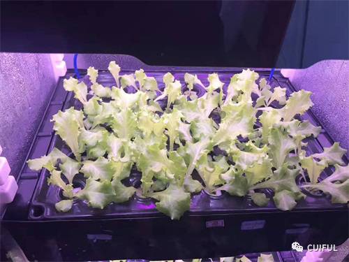 有机物和无机物的区别含碳能_有机蔬菜与无机蔬菜的区别_有机物和无机物的区别