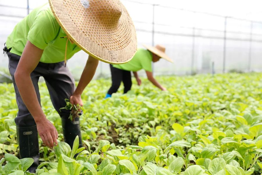 宿迁华东农业大市场_有机农产品市场占有率_奶粉市场如何占有