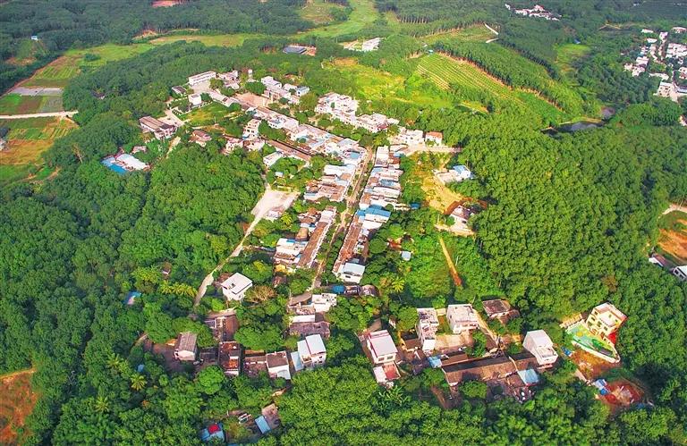 中国有机农业发展现状和前景_热带特色高效农业优势_海南农业产业强镇发展