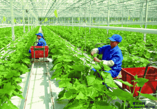 有机农业的特点及优势，你了解多少？能带来啥好处？